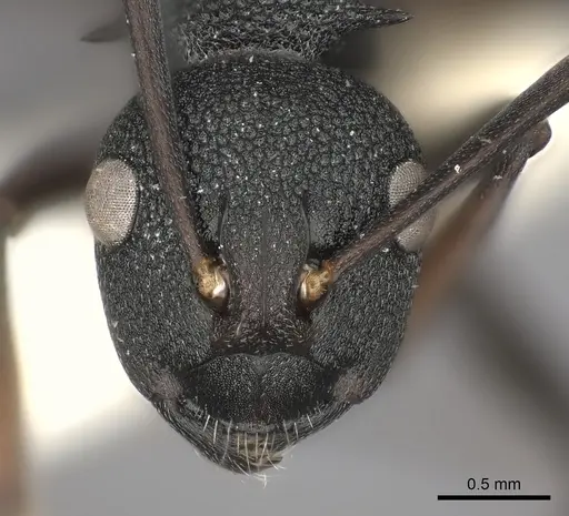 Polyrhachis menelas specimen CASENT0217804 image casent0217804_2