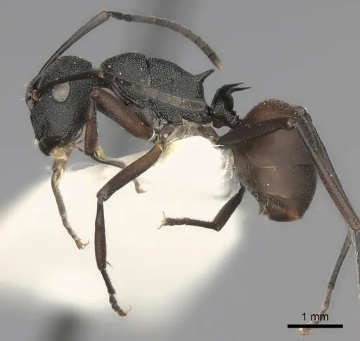 Polyrhachis menelas specimen CASENT0217804 image casent0217804_3