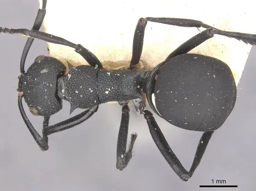 Polyrhachis menelas specimen CASENT0910891 image casent0910891_1