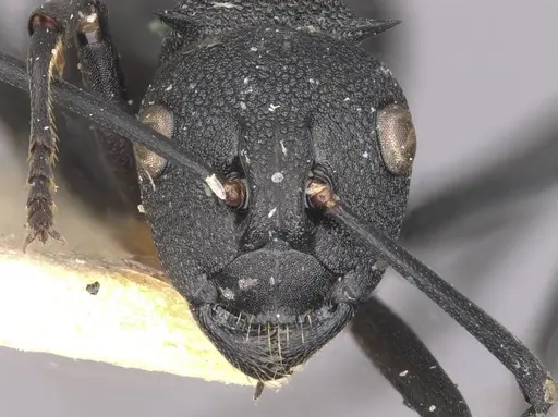 Polyrhachis menelas specimen CASENT0910891 image casent0910891_2