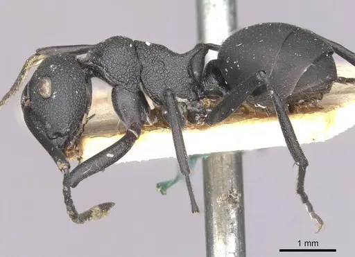 Polyrhachis menelas specimen CASENT0910891 image casent0910891_4