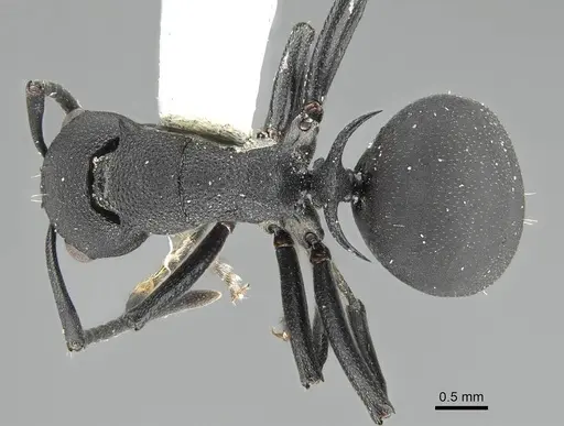 Polyrhachis menelas specimen CASENT0919912 image casent0919912_1