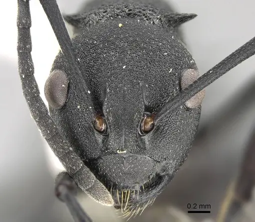 Polyrhachis menelas specimen CASENT0919912 image casent0919912_2