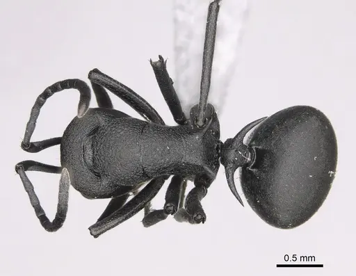 Polyrhachis menelas specimen CASENT0923235 image casent0923235_1