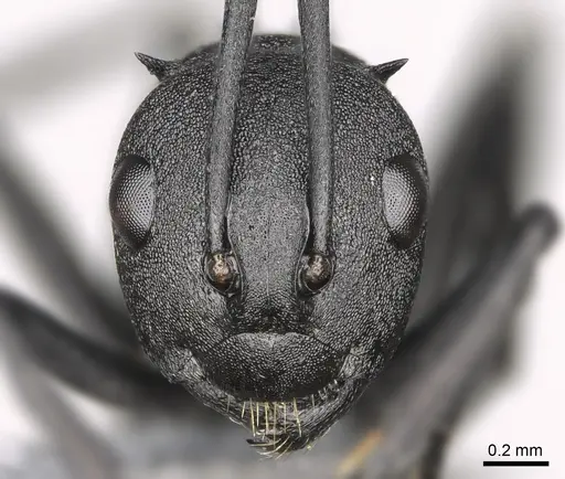 Polyrhachis menelas specimen CASENT0923235 image casent0923235_2
