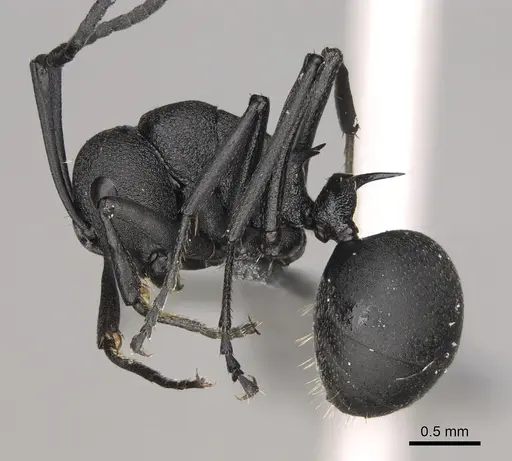 Polyrhachis menelas specimen CASENT0923235 image casent0923235_3