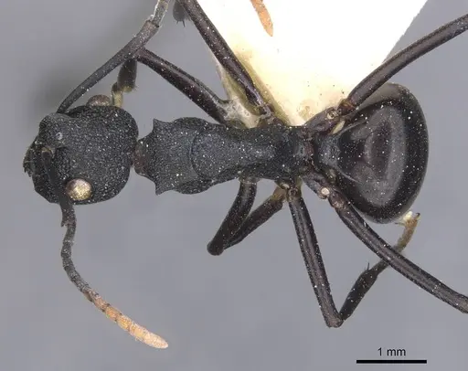Polyrhachis menozzii specimen CASENT0912147 image casent0912147_1