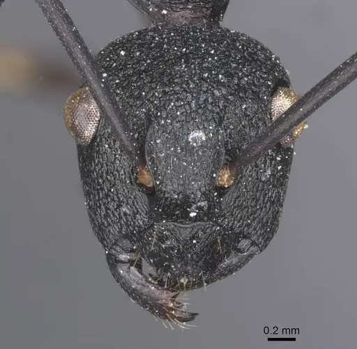 Polyrhachis menozzii specimen CASENT0912147 image casent0912147_2