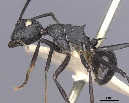 Polyrhachis menozzii specimen CASENT0912147 image casent0912147_3
