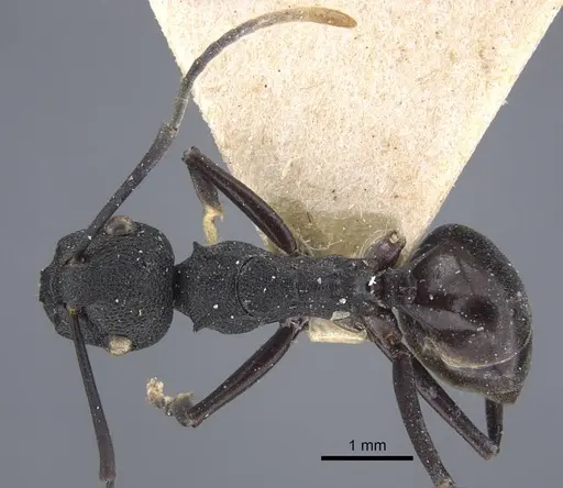 Polyrhachis menozzii specimen CASENT0917176 image casent0917176_1