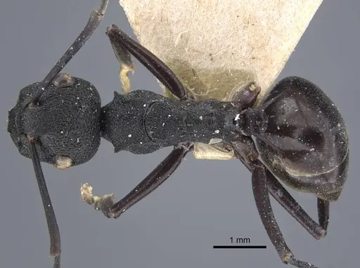 Polyrhachis menozzii specimen CASENT0917176 image casent0917176_2