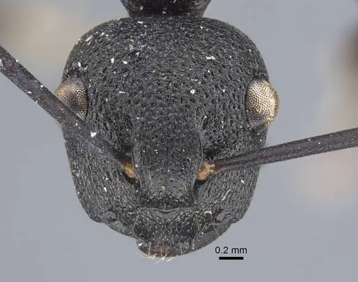 Polyrhachis menozzii specimen CASENT0917176 image casent0917176_3
