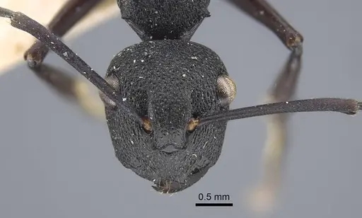 Polyrhachis menozzii specimen CASENT0917176 image casent0917176_4