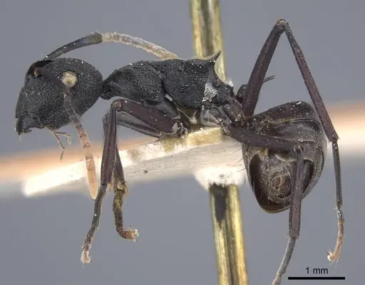 Polyrhachis menozzii specimen CASENT0917176 image casent0917176_5