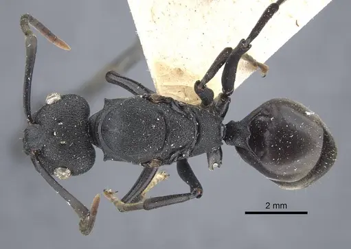Polyrhachis menozzii specimen CASENT0917177 image casent0917177_1