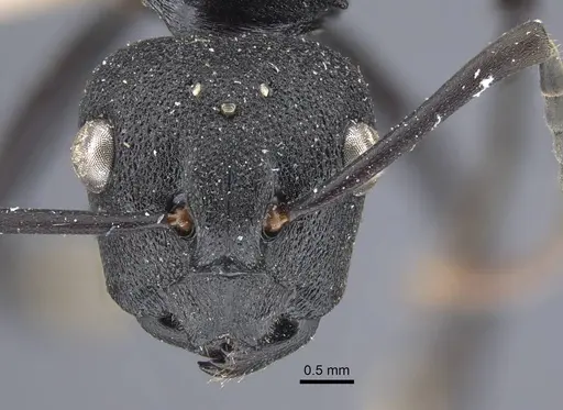 Polyrhachis menozzii specimen CASENT0917177 image casent0917177_2