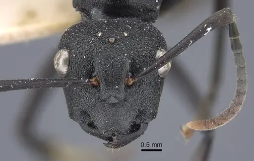 Polyrhachis menozzii specimen CASENT0917177 image casent0917177_3