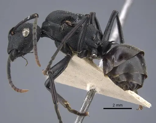 Polyrhachis menozzii specimen CASENT0917177 image casent0917177_4