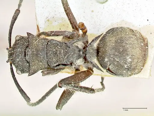 Polyrhachis menozzii specimen FOCOL2599 image focol2599_1