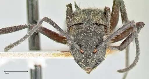 Polyrhachis menozzii specimen FOCOL2599 image focol2599_2