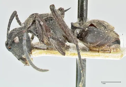 Polyrhachis menozzii specimen FOCOL2599 image focol2599_3