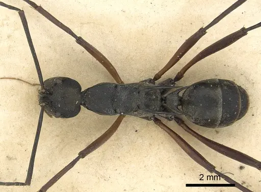 Polyrhachis metella specimen CASENT0901839 image casent0901839_1