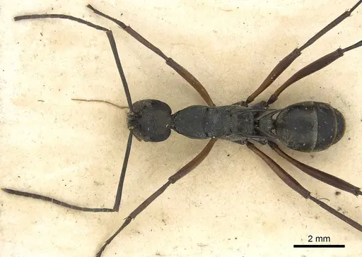 Polyrhachis metella specimen CASENT0901839 image casent0901839_2