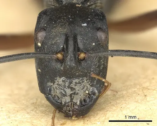 Polyrhachis metella specimen CASENT0901839 image casent0901839_3