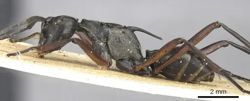 Polyrhachis metella specimen CASENT0901839 image casent0901839_4
