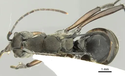 Polyrhachis metella specimen CASENT0906589 image casent0906589_1