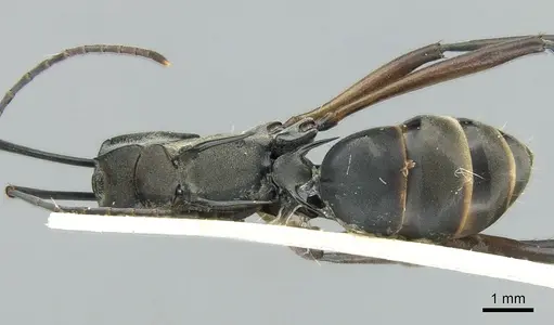 Polyrhachis metella specimen CASENT0906589 image casent0906589_2