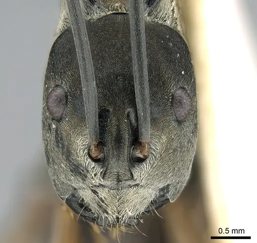 Polyrhachis metella specimen CASENT0906589 image casent0906589_3