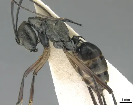 Polyrhachis metella specimen CASENT0906589 image casent0906589_4