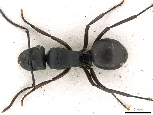 Polyrhachis micans specimen CASENT0906326 image casent0906326_1