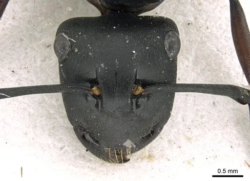 Polyrhachis micans specimen CASENT0906326 image casent0906326_2