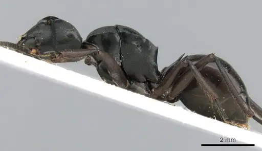 Polyrhachis micans specimen CASENT0906326 image casent0906326_3