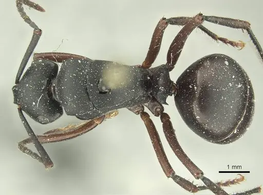 Polyrhachis micans specimen CASENT0915616 image casent0915616_1