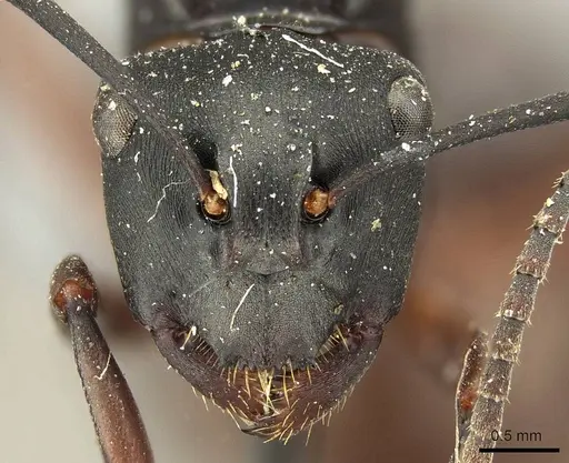 Polyrhachis micans specimen CASENT0915616 image casent0915616_2