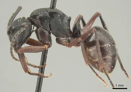 Polyrhachis micans specimen CASENT0915616 image casent0915616_3