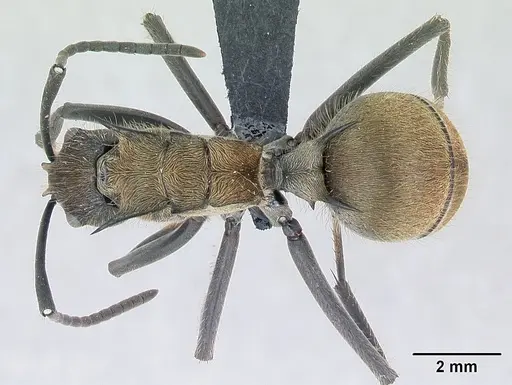 Polyrhachis militaris specimen CASENT0094091 image casent0094091_1