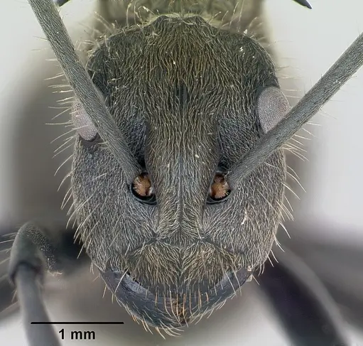 Polyrhachis militaris specimen CASENT0094091 image casent0094091_2