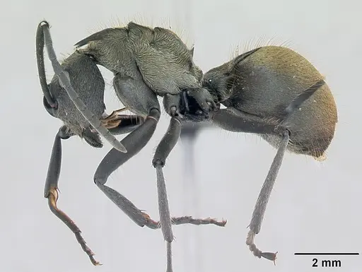 Polyrhachis militaris specimen CASENT0094091 image casent0094091_3