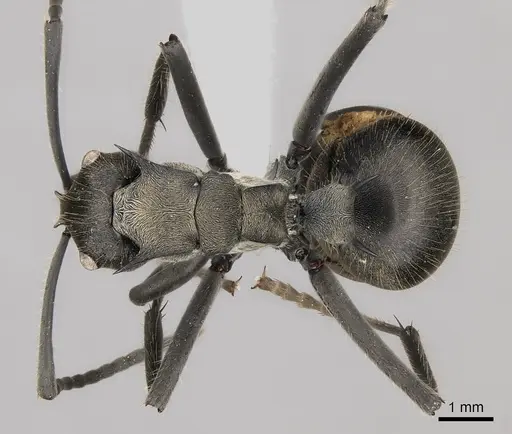 Polyrhachis militaris specimen CASENT0227543 image casent0227543_1