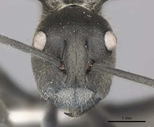 Polyrhachis militaris specimen CASENT0227543 image casent0227543_2