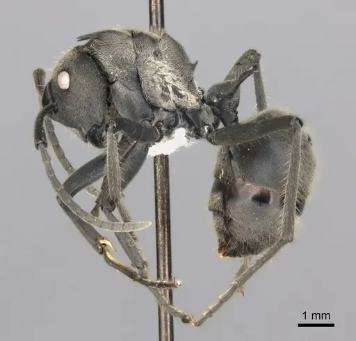 Polyrhachis militaris specimen CASENT0227543 image casent0227543_3