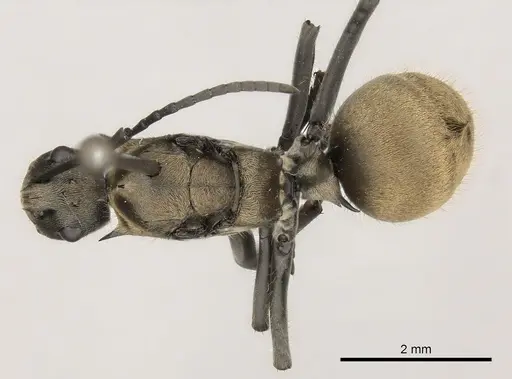 Polyrhachis militaris specimen CASENT0227546 image casent0227546_1
