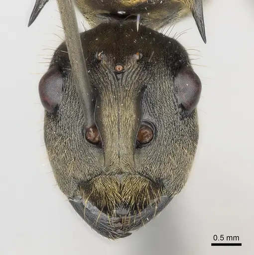Polyrhachis militaris specimen CASENT0227546 image casent0227546_2
