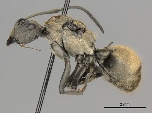 Polyrhachis militaris specimen CASENT0227546 image casent0227546_3