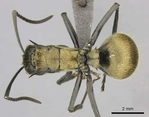 Polyrhachis militaris specimen CASENT0235673 image casent0235673_1
