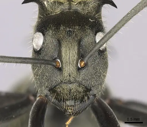 Polyrhachis militaris specimen CASENT0235673 image casent0235673_2